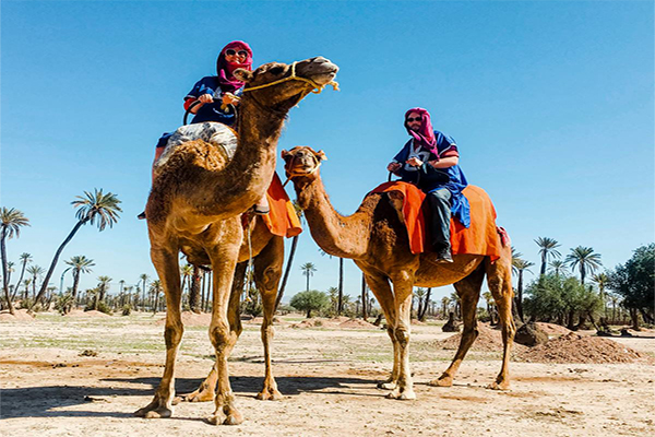 Marrakech-Camel